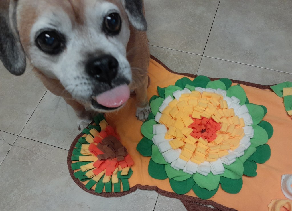 Puggle standing by his snuffle mat, with tongue sticking out of his mouth