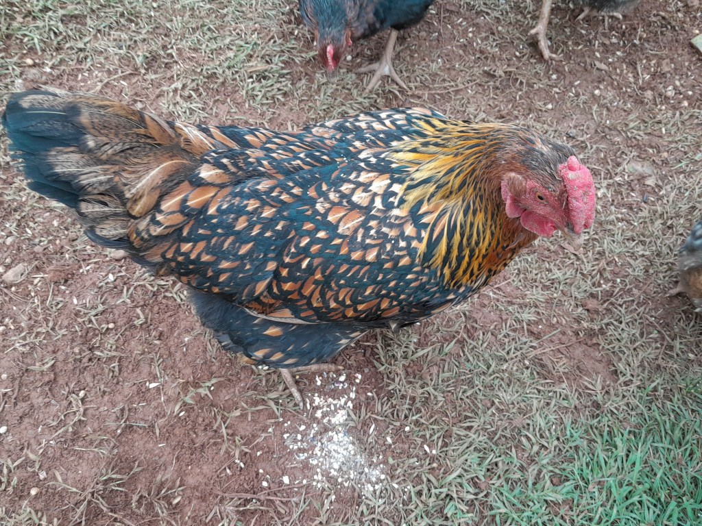 Brown and black-patterned chicken/rooster(?)