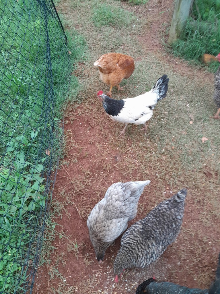 Group of chickens pecking at food dropped for them.