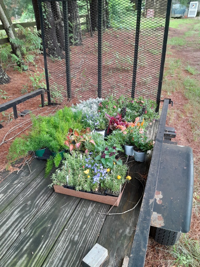 Flowers on farm trailer, waiting to be planted