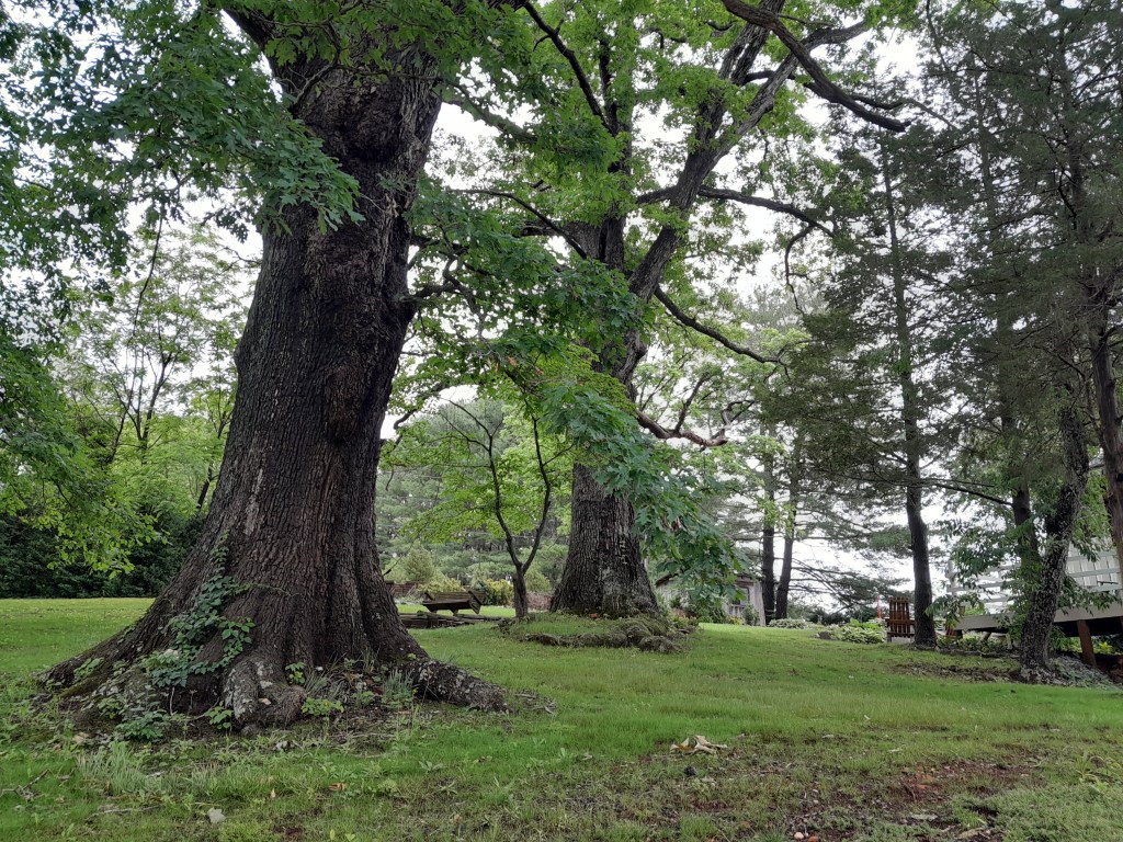 Two huge, very old, oak trees, with a wooden swing hanging from one