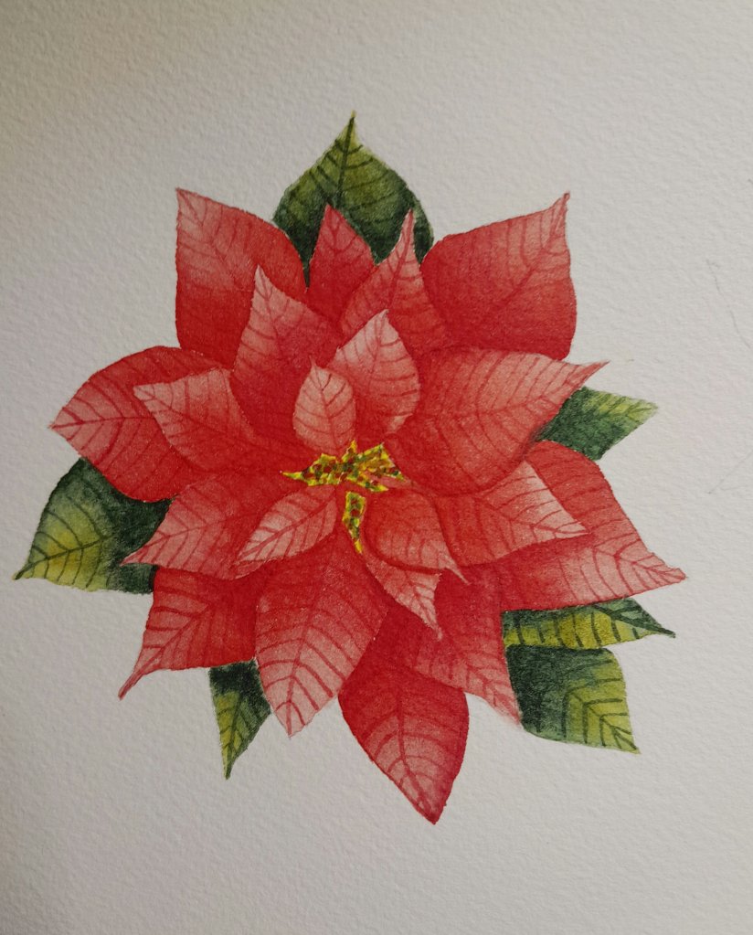 Watercolor red poinsettia
