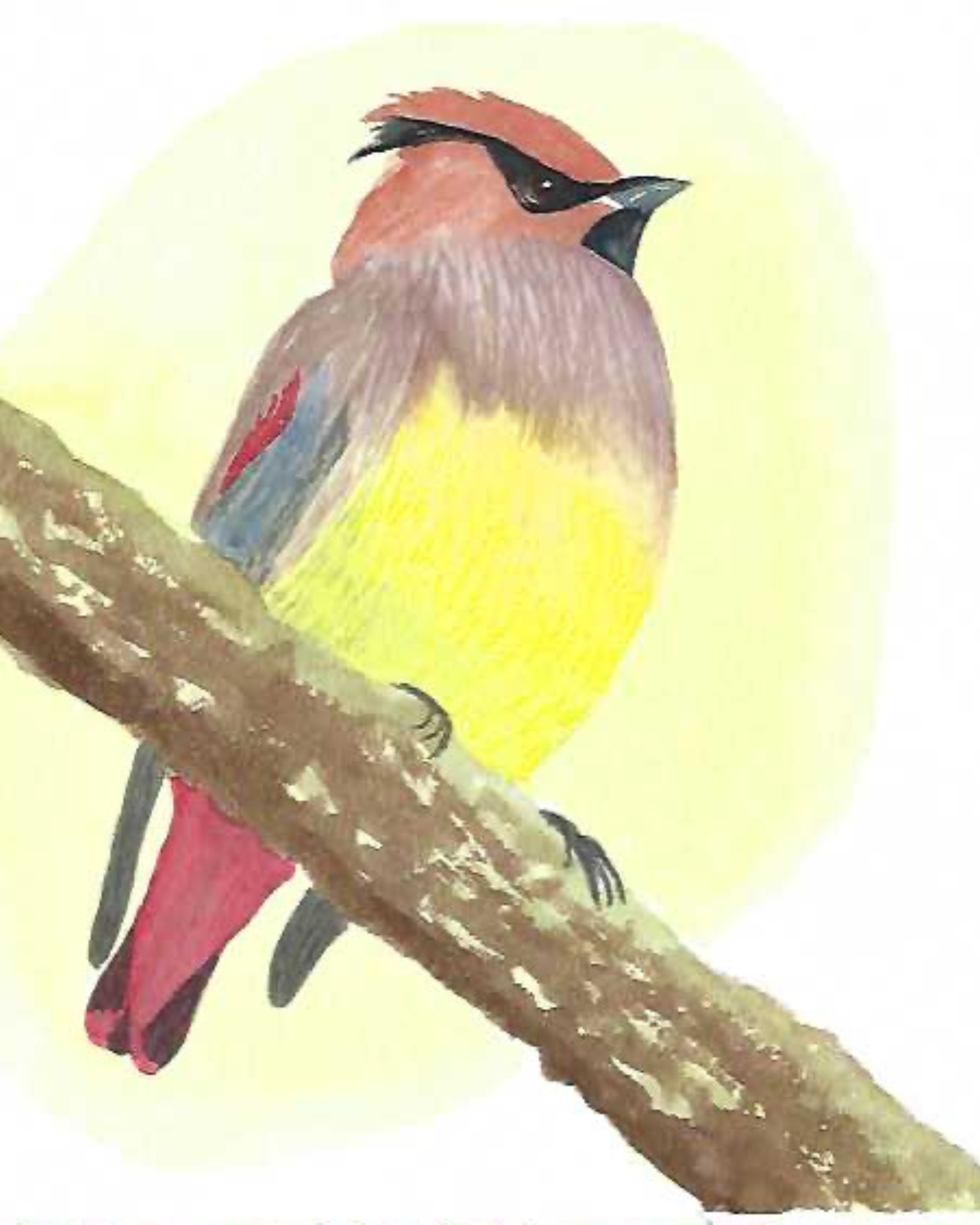 Watercolor Lessons 4