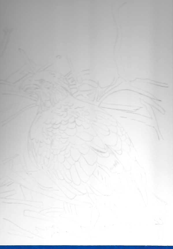 On the left, a partially finished watercolor painting of an eagle on a nest. On the right, a pencil drawing of the same eagle on it's nest.